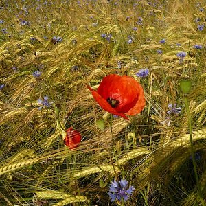 Mohnblume,Panasonic FX 100