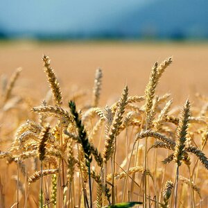 X golden corn web
