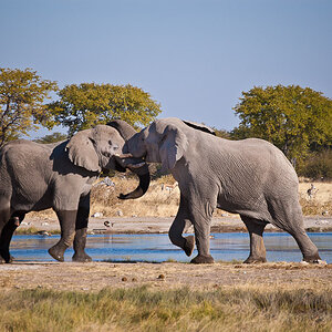 nikon Forum Elefant (1 von 1)