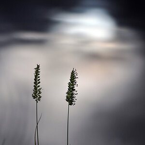 Stille