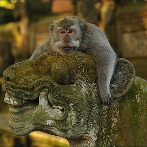 acomp indonesia 20110608 03813