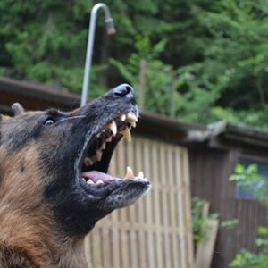 Mein Hund beim Bellen