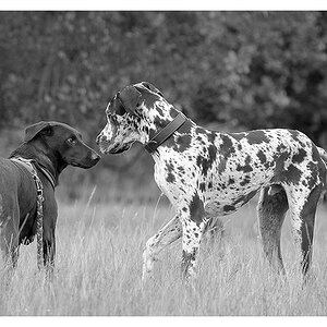 Dogge treffen sw