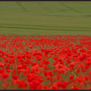 ~Mohn~