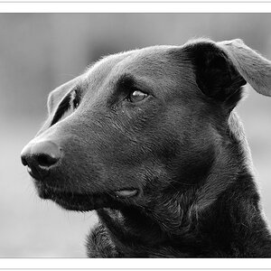 Lupa SW Portrait