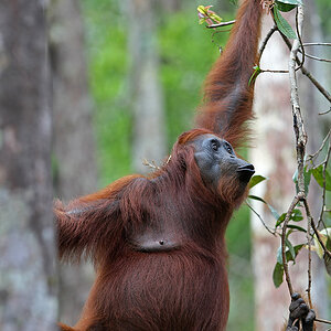 11 06 14Borneo000543