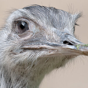 Emu 2