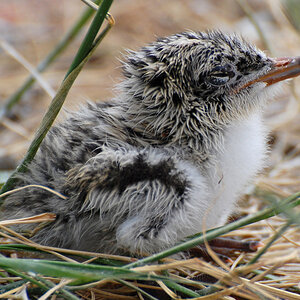Brandseeschwalbe juv auf Baltrum