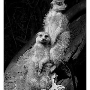 Erdmännchen sw
