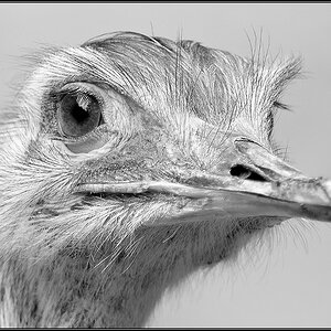 Emu sw