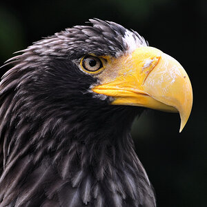 Adler 1