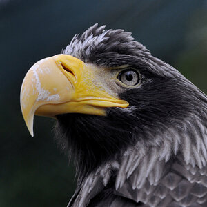 Adler 2a