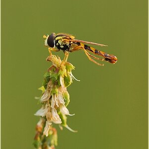 Schwebse