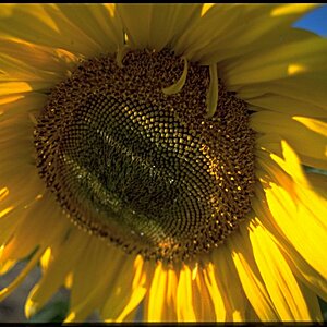 sonnenblume2