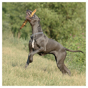 stolze dogge