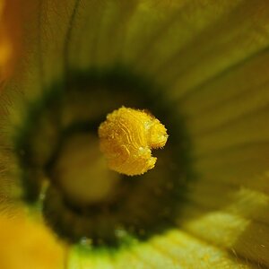 Zucciniblüte 09-07-2011_MIB4158