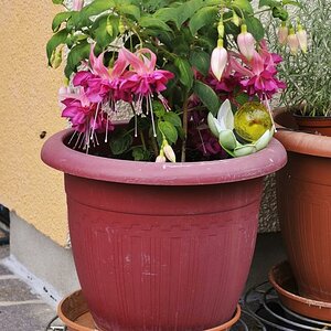 Großblühende Fuchsie 23-07-2011 MIB4627