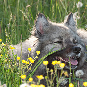 Pause in der Wildblumenwiese