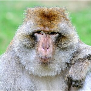 Zoo Rheine 10.07.2011