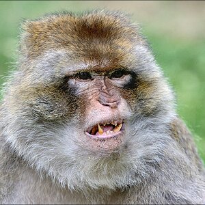 Zoo Rheine 10.07.2011