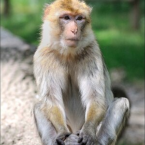Zoo Rheine 10.07.2011
