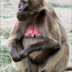Zoo Rheine 10.07.2011