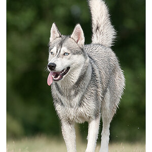 nasser Husky