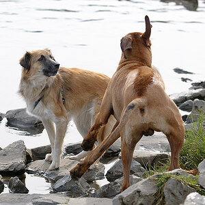 Generve am Wasser