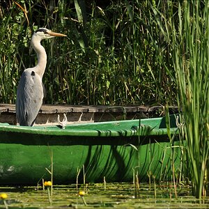 Schwentine Reiher 1