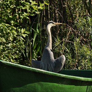 Schwentine Reiher 2