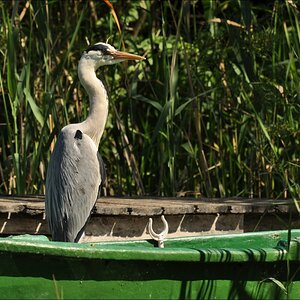 Schwentine Reiher 3