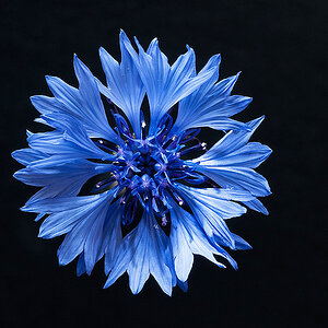 kornblume vor schwazem hintergrund