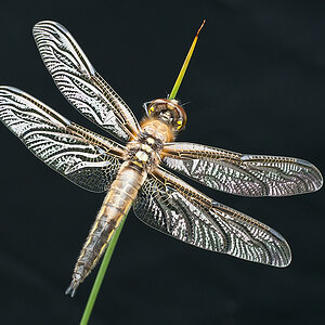 young dragonfly