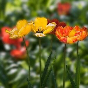 tulpen