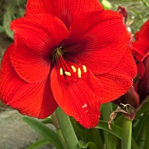 Amaryllis La Palma