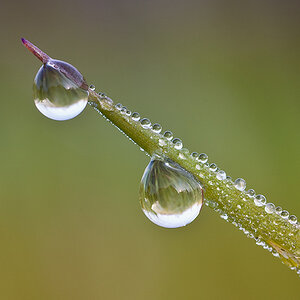 dewdrops