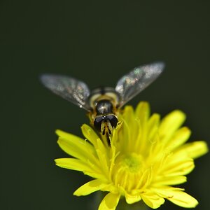 Schwebfliege auf Blume