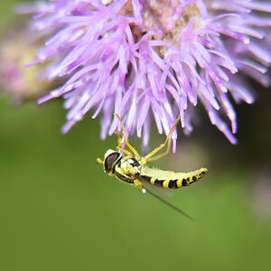 Schwebfliege von der Seite