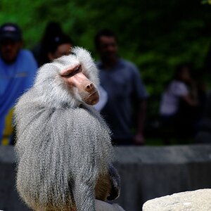 Pavian im Zoo