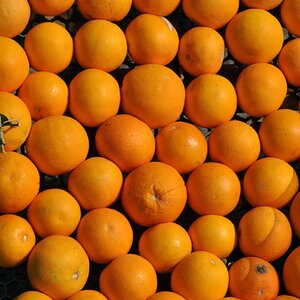 orangen