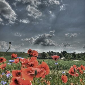 Mohn HDR2