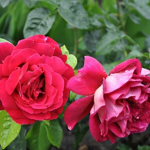 DSC 0051