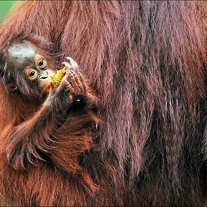acomp indonesia 20110614 14347