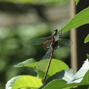 Libelle 001