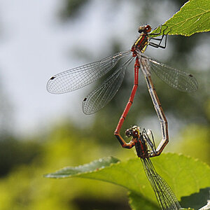 Libelle 002