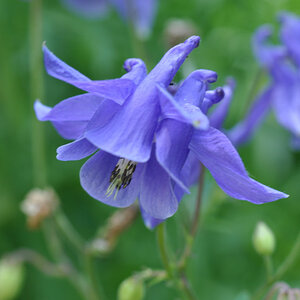 Im Garten 005