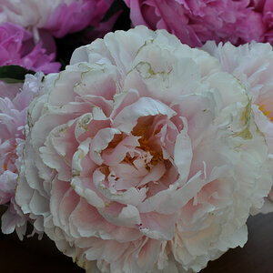 Im Garten 006
