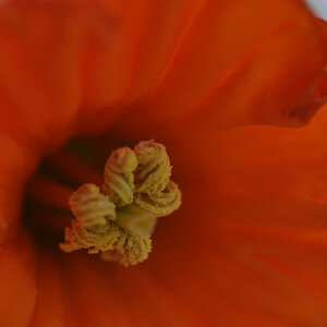 Im Garten 008