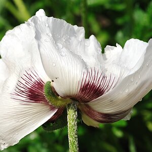 compMohn1