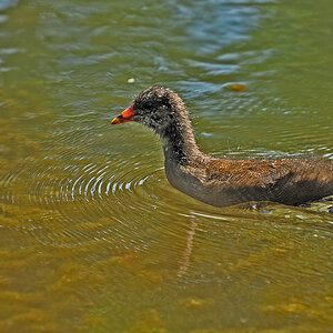 DSC 3468 Junges Teichhuhn 1024